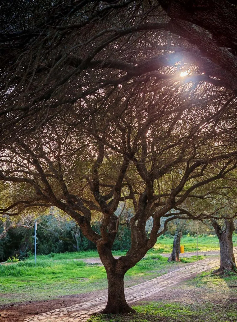 La vegetación del parque